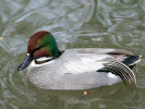 Falcated Duck (WWT Slimbridge March 2009) - pic by Nigel Key